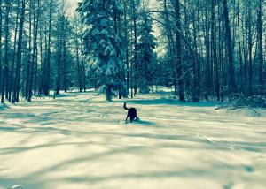 11076266_10152695463786053_9203092082572112904_n