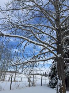 11082503_10152695461611053_4222806176190242638_n